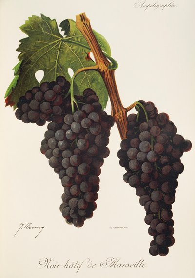 Hatif negro de uva de Marsella por J. Troncy de Jules Troncy