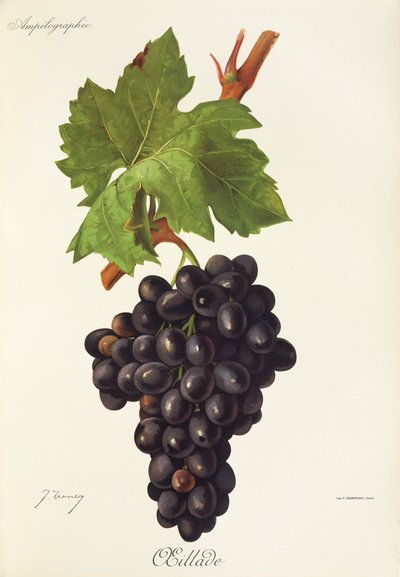 Uva Oeillade de J. Troncy de Jules Troncy