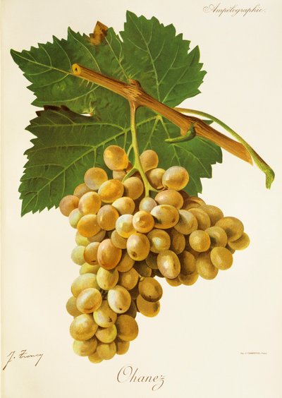 Uva Ohanez de J. Troncy de Jules Troncy
