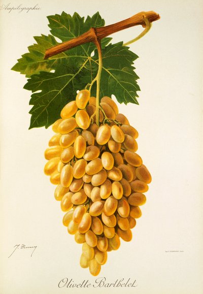Uva Olivette Barthelet de J. Troncy de Jules Troncy