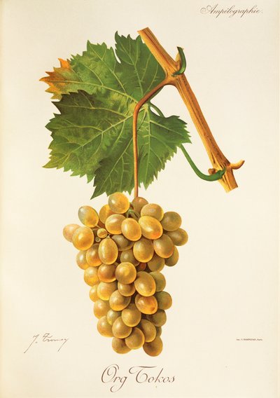 Uva Org Tokos de J. Troncy de Jules Troncy