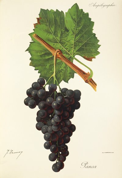 Uva Panea por J. Troncy de Jules Troncy