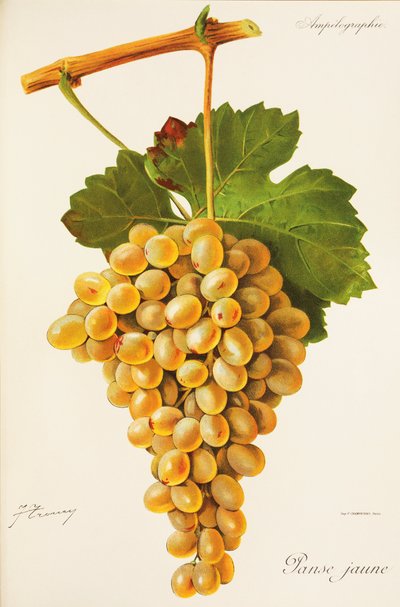 Uva Panse Jaune de J. Troncy de Jules Troncy