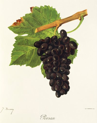 Uva Persan por J. Troncy de Jules Troncy