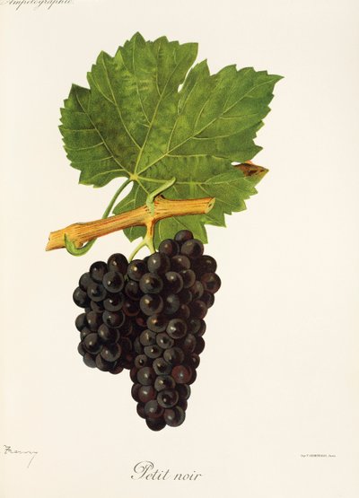 Uva Petit Noir por J. Troncy de Jules Troncy