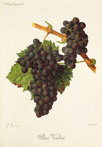 Uva Petit Verdot de J. Troncy de Jules Troncy