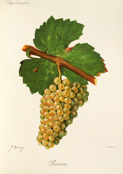 Uva Peurion por J. Troncy de Jules Troncy