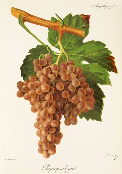 Uva Piquepoul Gris de J. Troncy de Jules Troncy