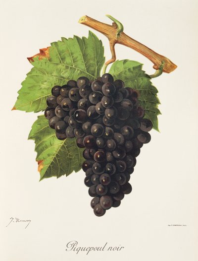Uva Piquepoul Noir de J. Troncy de Jules Troncy