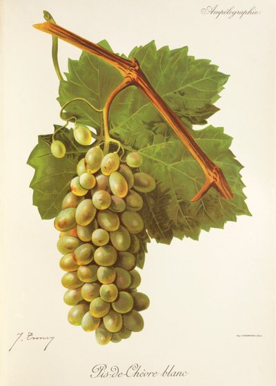 Uva Pis-de-Chevre Blanc por J. Troncy de Jules Troncy