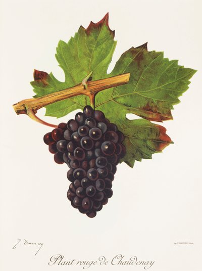 Planta de uva Rouge de Chaudenay de J. Troncy de Jules Troncy