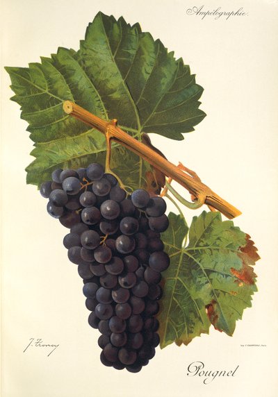 Uva Pougnel de J. Troncy de Jules Troncy