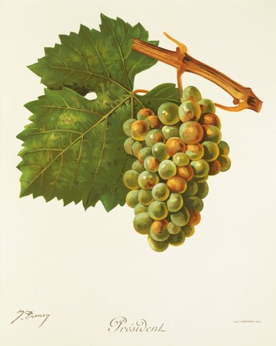 Presidente de la uva por J. Troncy de Jules Troncy