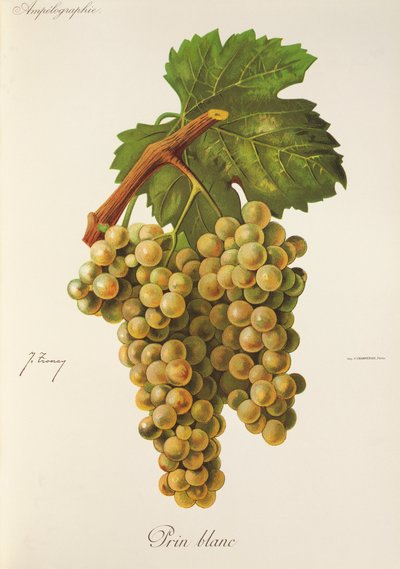 Uva Prin Blanc por J. Troncy de Jules Troncy
