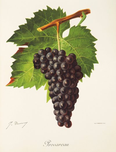 Uva Provareau de J. Troncy de Jules Troncy