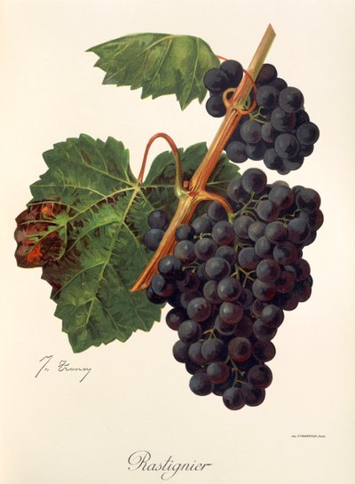 Uva Rastignier por J. Troncy de Jules Troncy