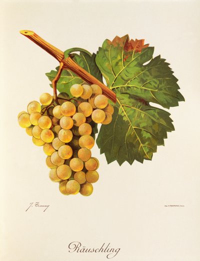 Uva Rauschling por J. Troncy de Jules Troncy