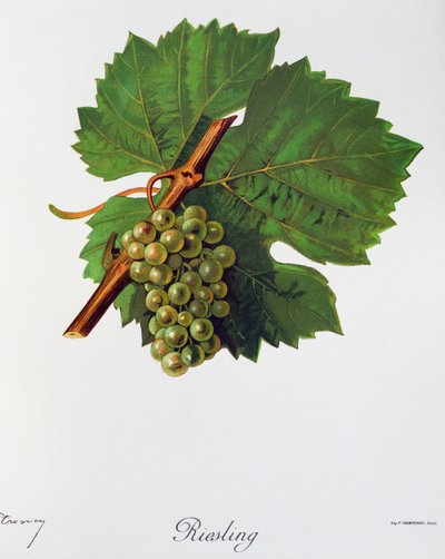 Uvas Riesling por Jules Troncy de Ampelographie, Traite general de viticulture (Ampelografía, Tratado general de viticultura), vol. II, por Pierre Viala (1859-1936) y Victor Vermorel (1848-1927), París de Jules Troncy