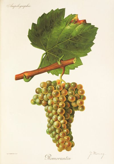 Uva Romorantin de J. Troncy de Jules Troncy