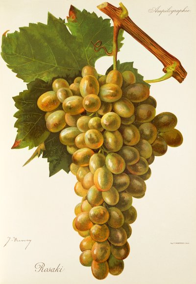 Uva Rosaki por J. Troncy de Jules Troncy