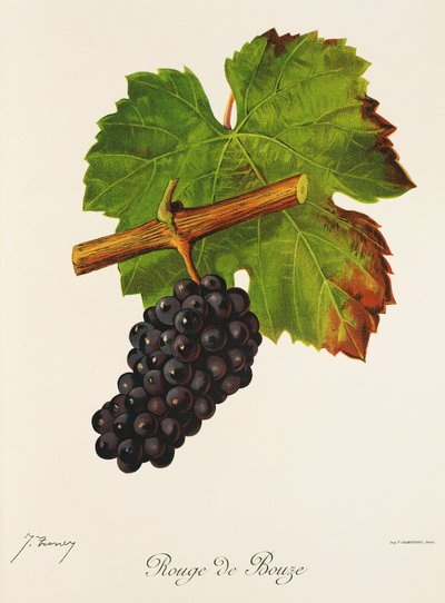 Uva Rouge de Bouze de J. Troncy de Jules Troncy