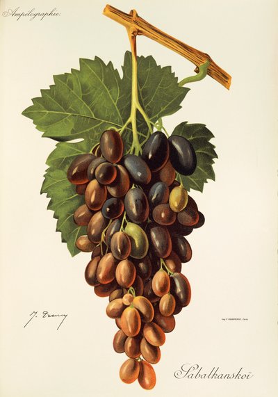 Uva Sabalkanskoi por J. Troncy de Jules Troncy