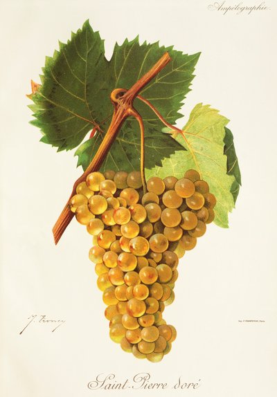 Uva "Saint-Pierre Dore" de J. Troncy de Jules Troncy