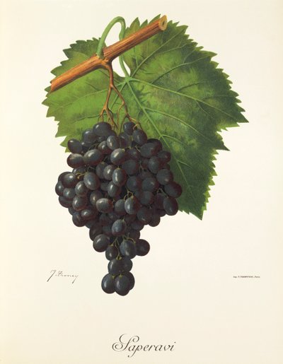 Uva Saperavi por J. Troncy de Jules Troncy