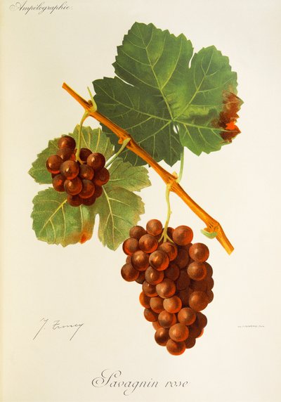 Uva rosa de Savagnin por J. Troncy de Jules Troncy