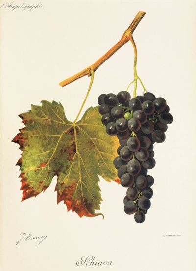Uva Schiava de J. Troncy de Jules Troncy