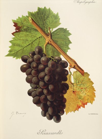 Uva Sciaccarello por J. Troncy de Jules Troncy
