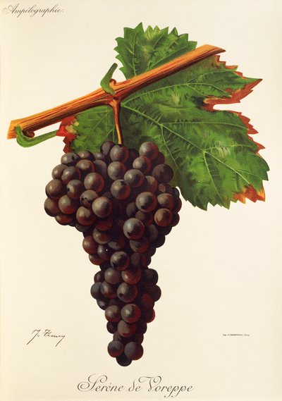 Uva Serene de Voreppe por J. Troncy de Jules Troncy