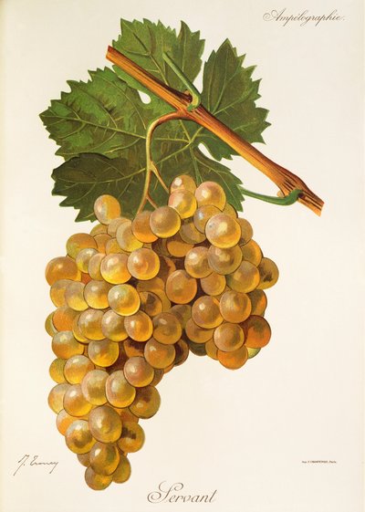Uva de criado por J. Troncy de Jules Troncy