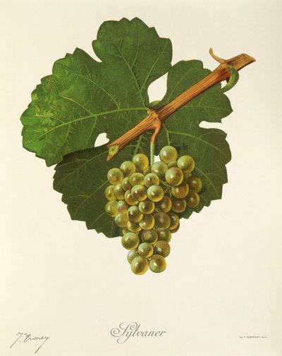 Uva Sylvaner por J. Troncy de Jules Troncy