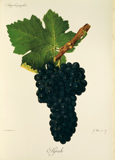 Uva Syrah por J. Troncy de Jules Troncy