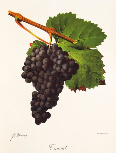 Uva Tannat por J. Troncy de Jules Troncy