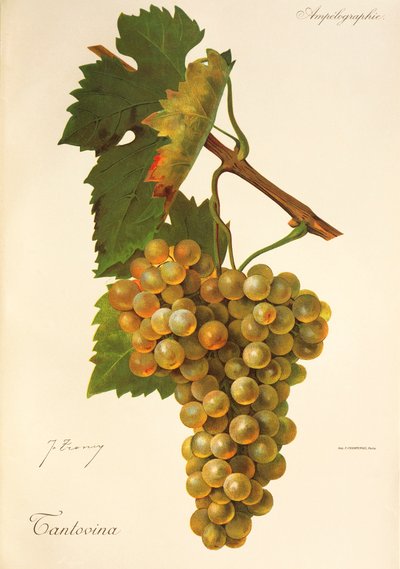 Uva Tantovina por J. Troncy de Jules Troncy