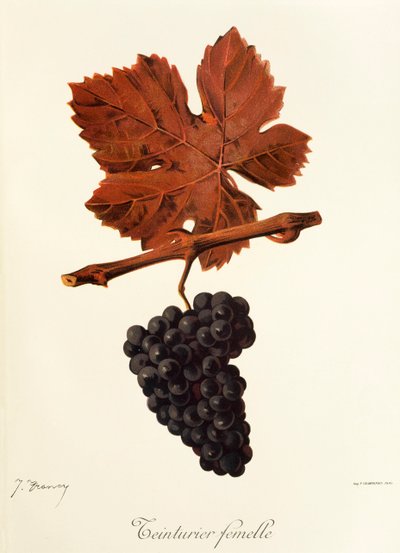 Uva Teinturier Femelle de J. Troncy de Jules Troncy