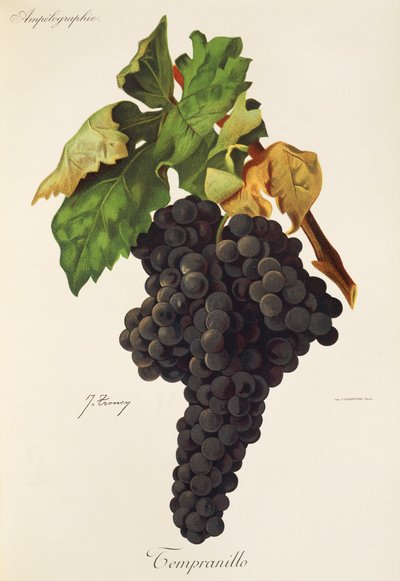 Uva Tempranillo por J. Troncy de Jules Troncy
