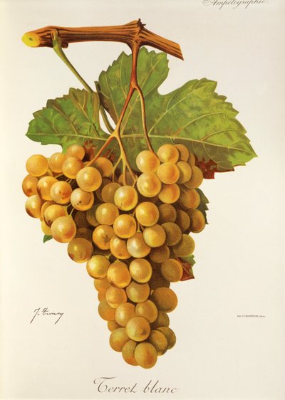 Uva Terret Blanc por J. Troncy de Jules Troncy