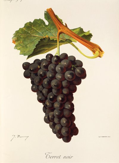 Uva Terret Noir por J. Troncy de Jules Troncy
