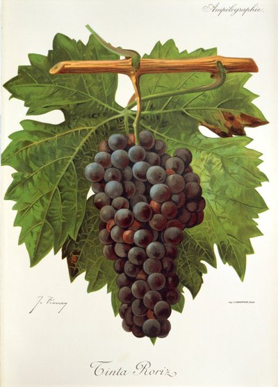 Uva Tinta Roriz de J. Troncy de Jules Troncy