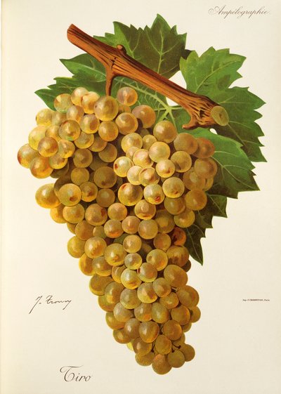 Uva de Tiro por J. Troncy de Jules Troncy