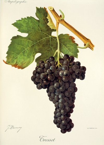 Uva Tressot de J. Troncy de Jules Troncy