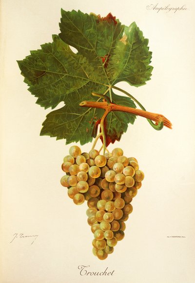 Uva Trouchet de J. Troncy de Jules Troncy