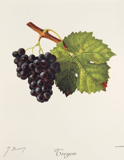 Uva Troyen de J. Troncy de Jules Troncy