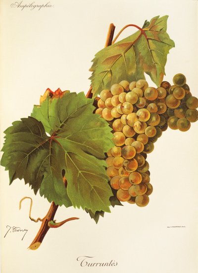 Uva Turruntes de J. Troncy de Jules Troncy