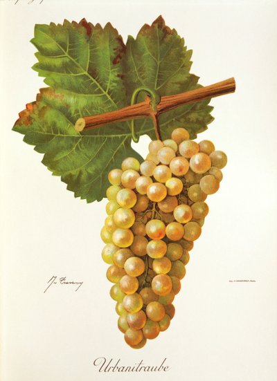 Uva Urbanitraube de J. Troncy de Jules Troncy
