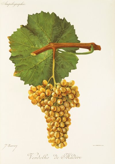 Uva Verdelho de Madere de J. Troncy de Jules Troncy