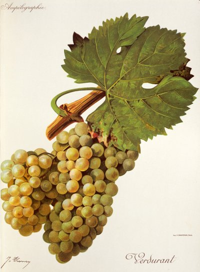 Uva Verdurant de J. Troncy de Jules Troncy